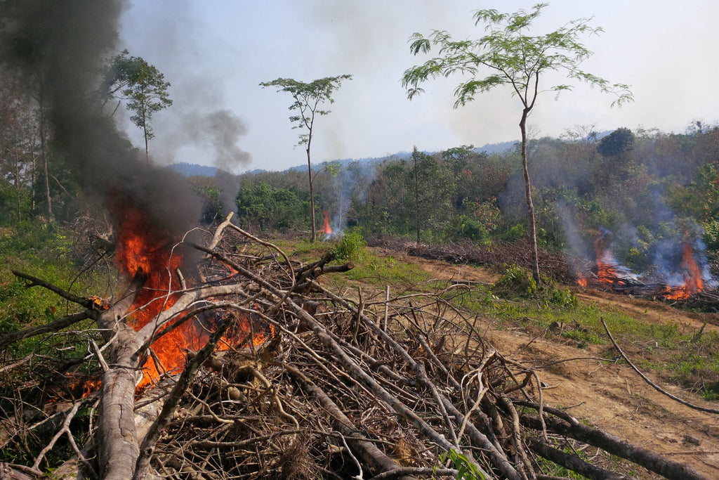 Image of deforestation, burning rainforest to make room for a palm oil plantation.
